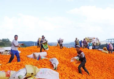 Harvesting marigold raw materials