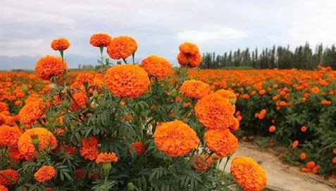 O que são extratos de calêndula?