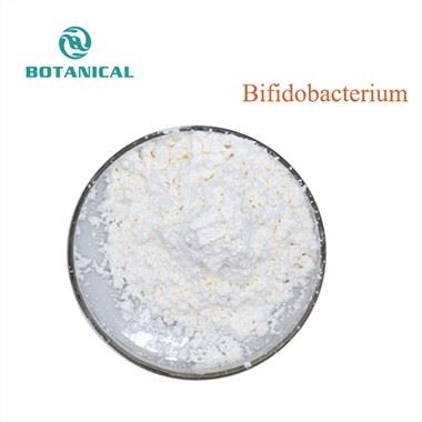 Bifidobacterium em pó
