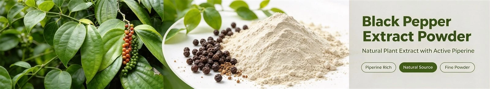 Black Pepper Extract Piperine Powder Black Pepper Extract Piperine Powder